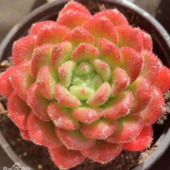 65mm Echeveria Carroll Single, Rare and Live Succulent