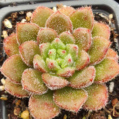 65mm Echeveria Carroll Single, Rare and Live Succulent