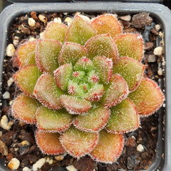 65mm Echeveria Carroll Single, Rare and Live Succulent