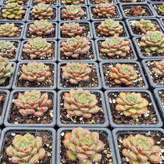 65mm Echeveria Carroll Single, Rare and Live Succulent