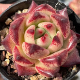 60mm Echeveria 'Honey Pink' Single, Rare and Live Succulent