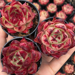 60mm Echeveria 'Honey Pink' Single, Rare and Live Succulent