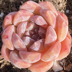65mm Echeveria ‘Ice Prism’ Single, Rare and Live Succulent