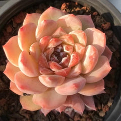 65mm Echeveria ‘Ice Prism’ Single, Rare and Live Succulent