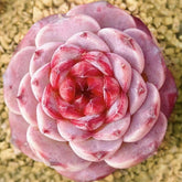 60mm Echeveria 'Red Velvet' Single, Rare and Live Succulent
