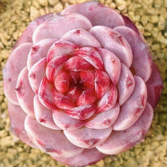 60mm Echeveria 'Red Velvet' Single, Rare and Live Succulent