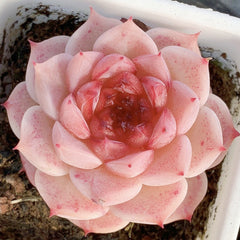 60mm Echeveria 'Red Velvet' Single, Rare and Live Succulent