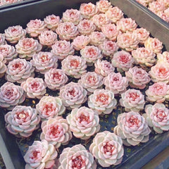 60mm Echeveria 'Red Velvet' Single, Rare and Live Succulent