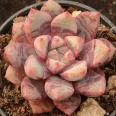60mm Echeveria ‘Bloody' Single, Rare and Live Succulent