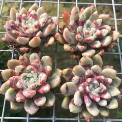 60mm Echeveria ‘Bloody' Single, Rare and Live Succulent