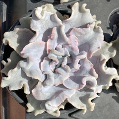 90mm Echeveria 'Crispate Beauty' Single, Rare and Live Succulent