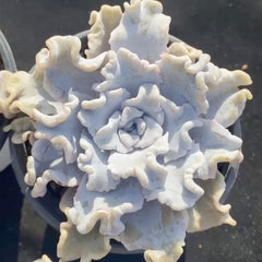 90mm Echeveria 'Crispate Beauty' Single, Rare and Live Succulent
