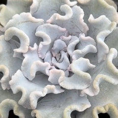 90mm Echeveria 'Crispate Beauty' Single, Rare and Live Succulent
