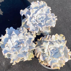 90mm Echeveria 'Crispate Beauty' Single, Rare and Live Succulent