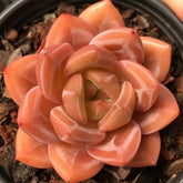 90mm Echeveria 'Purple Champagne' Single, Rare and Live Succulent