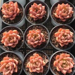 90mm Echeveria 'Purple Champagne' Single, Rare and Live Succulent