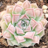 60mm Echeveria ‘Tears of Mexico’ Single, Rare and Live Succlent