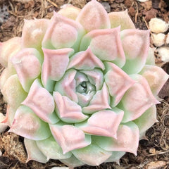 60mm Echeveria ‘Tears of Mexico’ Single, Rare and Live Succlent