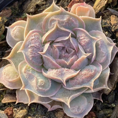 60mm Echeveria ‘Tears of Mexico’ Single, Rare and Live Succlent