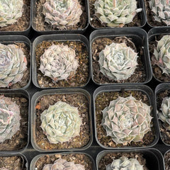 60mm Echeveria ‘Tears of Mexico’ Single, Rare and Live Succlent