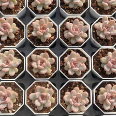 60mm Echeveria ‘Star Snow’ Single, Rare and Live Succulent