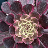 100mm Aeonium ‘Ink Painting’ Single, Rare and Live Succulent