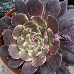 100mm Aeonium ‘Ink Painting’ Single, Rare and Live Succulent