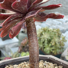 100mm Aeonium ‘Ink Painting’ Single, Rare and Live Succulent