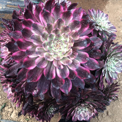 250mm Aeonium ‘Ink Painting’ Cluster, Variegated Succulent