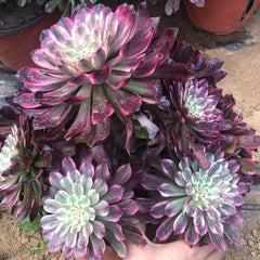 250mm Aeonium ‘Ink Painting’ Cluster, Variegated Succulent