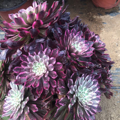 250mm Aeonium ‘Ink Painting’ Cluster, Variegated Succulent