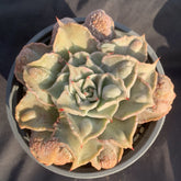 120mm Echeveria Madiba Carunculated Single, Rare and Live Succulent