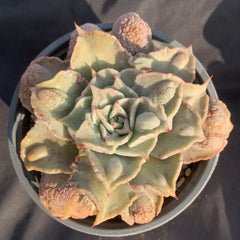120mm Echeveria Madiba Carunculated Single, Rare and Live Succulent
