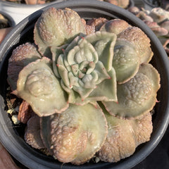 120mm Echeveria Madiba Carunculated Single, Rare and Live Succulent