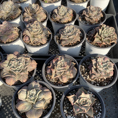 120mm Echeveria Madiba Carunculated Single, Rare and Live Succulent