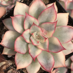 90mm Echeveria 'Esther’ Variegated Single, Rare and Live Succulent