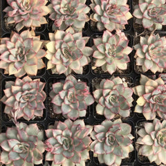 90mm Echeveria 'Esther’ Variegated Single, Rare and Live Succulent