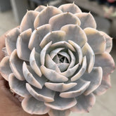 90mm Echeveria Runyonii Variegated Single, Rare and Live Succulent
