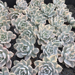 90mm Echeveria Runyonii Variegated Single, Rare and Live Succulent