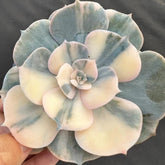 90mm Echeveria Pollux Variegated Single, Rare and Live Succulent