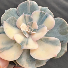 90mm Echeveria Pollux Variegated Single, Rare and Live Succulent