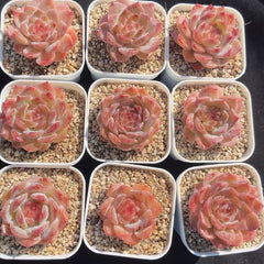 65mm Echeveria ‘Ice Prism’ Single, Rare and Live Succulent