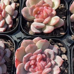 65mm Echeveria ‘Ice Prism’ Single, Rare and Live Succulent