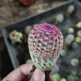 60mm Echinocereus Rigidissimus var. Rubrispinus. Single, AKA Rainbow Hedgehog Cactus, Colorful Live Cacti