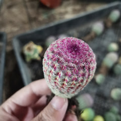 60mm Echinocereus Rigidissimus var. Rubrispinus. Single, AKA Rainbow Hedgehog Cactus, Colorful Live Cacti