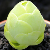 80mm Greenovia Diplocycla var. Gigantea Single, Mountain Rose, Rare and Live Succulent