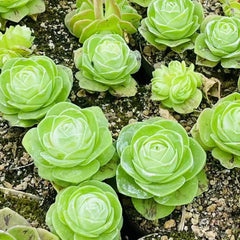 80mm Greenovia Diplocycla var. Gigantea Single, Mountain Rose, Rare and Live Succulent