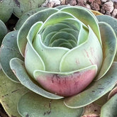 80mm Greenovia ‘Peach Rose' Single, Pink Color, Rare and Live Succulent