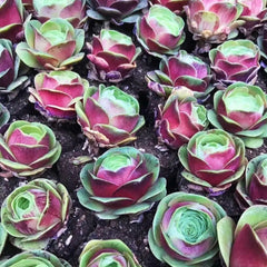 80mm Greenovia ‘Peach Rose' Single, Pink Color, Rare and Live Succulent