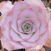 65mm Greenovia Aurea ex El Hierro Single, AKA ‘Pink Mountain Rose', Rare and Live Succulent